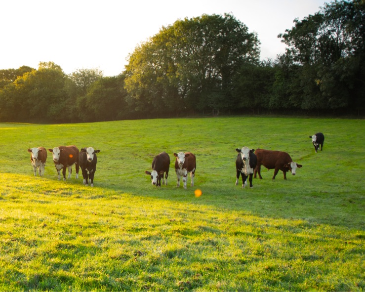 Cows in a field at Westlands Farm.