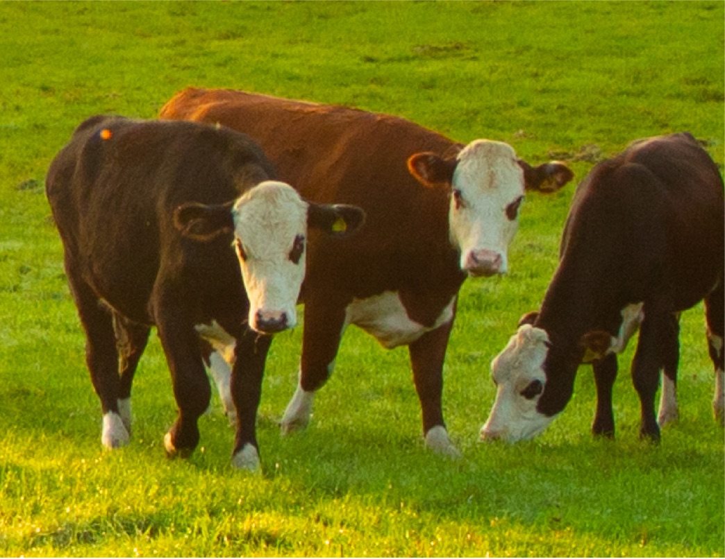 Free range cows at Westlands Farm.